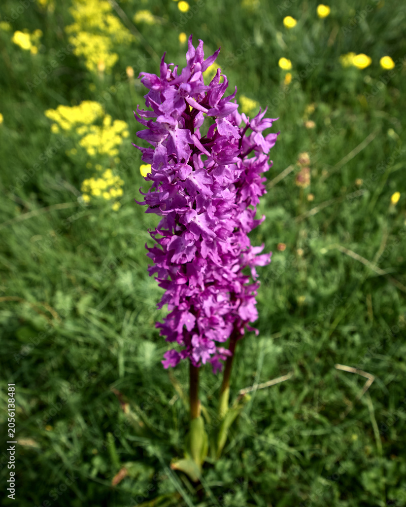 Obraz premium Le fioriture primaverili del Gran Sasso: Narcisi, Peonie, Orchidee, Asfodelo