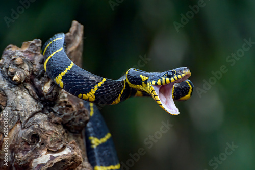 Photography a Gold ringed cat snake was coiled on a tree trunk in a defensive position