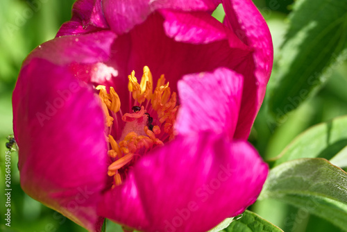Le fioriture primaverili del Gran Sasso: Narcisi, Peonie, Orchidee, Asfodelo