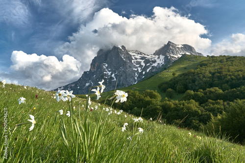 Le fioriture primaverili del Gran Sasso: Narcisi, Peonie, Orchidee, Asfodelo