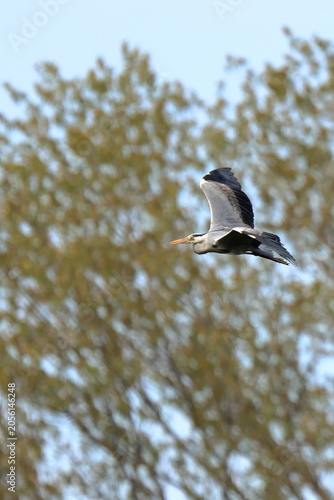 volo libero
