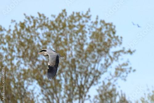 volo libero