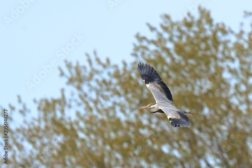 volo libero