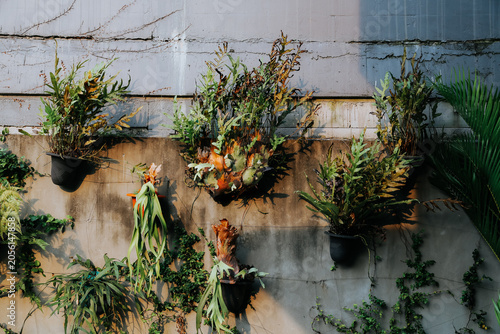 Εκτύπωση καμβά Green wall garden with tropical foliage plants attached to a weathered concrete