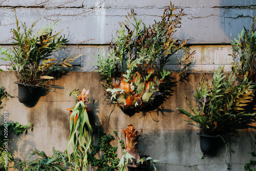 Εκτύπωση καμβά Green wall garden with tropical foliage plants attached to a weathered concrete
