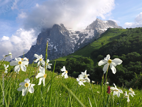 Le fioriture primaverili del Gran Sasso: Narcisi, Peonie, Orchidee, Asfodelo