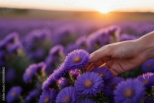 Person touches purple aster flower field at sunset. Golden hour sunbeams illuminate violet blossoms in meadow. Serene natural landscape with blooming flora.