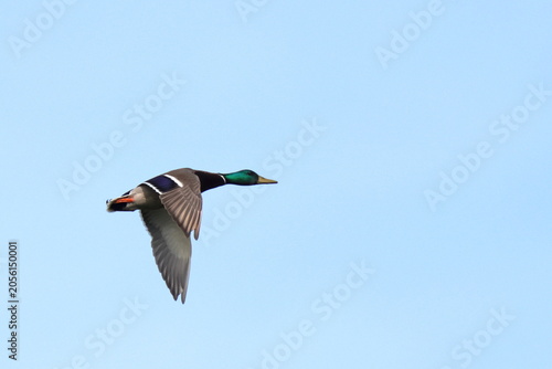 volo solitario