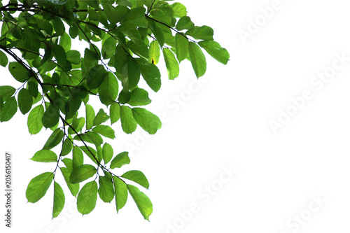 Green leaf or branch isolated on transparent background.