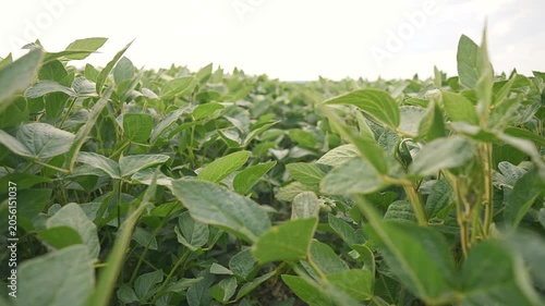 Soybean field extends to horizon with trifoliate leaves covering farmland. Green crop shows healthy soybean growth. Agricultural field displays dense soybean plants. Vast cultivation spans horizon.