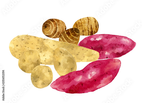 色々なお芋のセット　野菜の手描き水彩イラスト素材