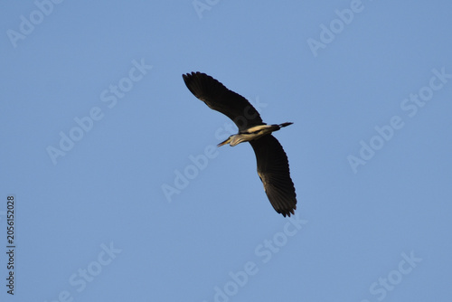 vulture in flight