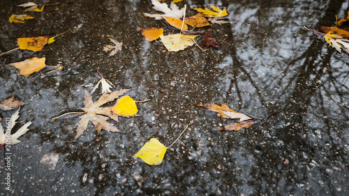 Cuadro en lienzo Yellow fallen foliage in wet asphalt puddle with tree reflection