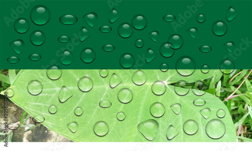 Фотография Water Droplets, Green Leaf, Raindrops on Foliage, Nature Background water Drops