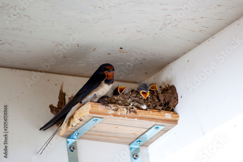 Fotografie barn swallow with chicks (Hirundo rustica) perched on an artificial wooden nesting aid