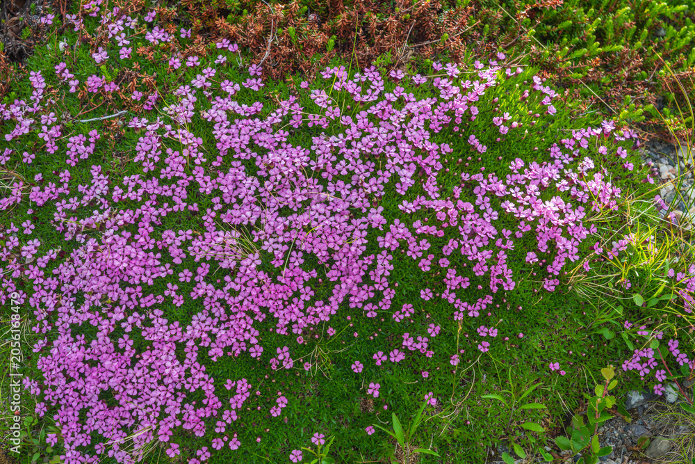 Fototapeta premium Moss campion (Silene acaulis)
