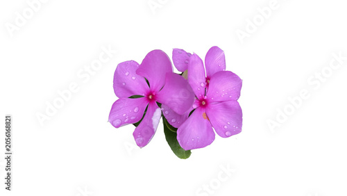 Close up of vibrant pink vinca flowers covered with morning dew, fresh tropical botanical floral element for design.