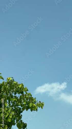 sky and tree