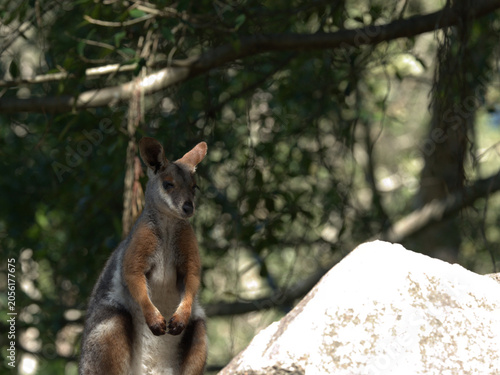 Canvastavla Swamp Wallaby Standing Alert Near Large White Rock in Australian Bush