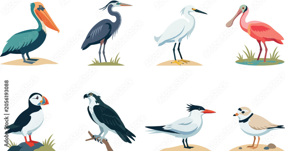 Obraz premium Set of diverse coastal bird species illustrations including pelicans herons egrets and puffins