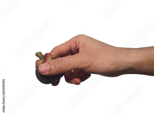 Fotografia Holding a mangosteen in hand, isolated on a PNG background.