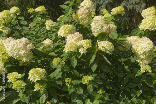 white flowers in garden