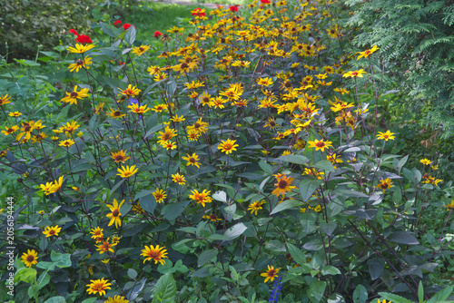 yellow flowers in the garden