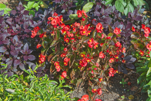 red and green