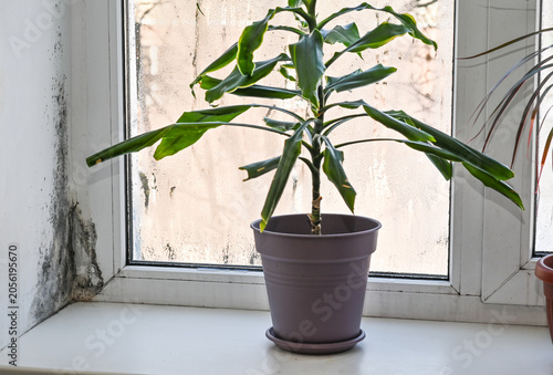 mold in window corner, dracaena plant and flower on sill. Mold problem in apartment, indoor air quality and fungus concept. Mold growth on plastic window frame with houseplants nearby.