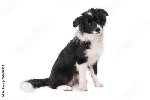 Sitting Border Collie puppy isolated on a white background