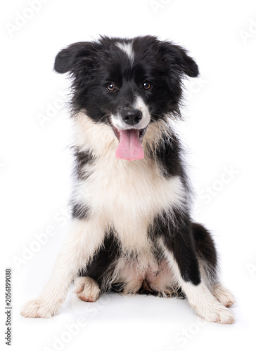 Sitting Border Collie puppy isolated on a white background