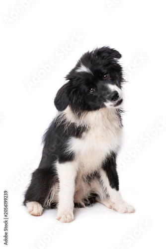 Sitting Border Collie puppy isolated on a white background