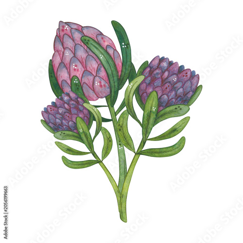 A bouquet of protea flowers, hand-drawn watercolor illustration, cartoon. Design for stickers, cards, scrapbooking. Plant, green, pink, flower, nature
