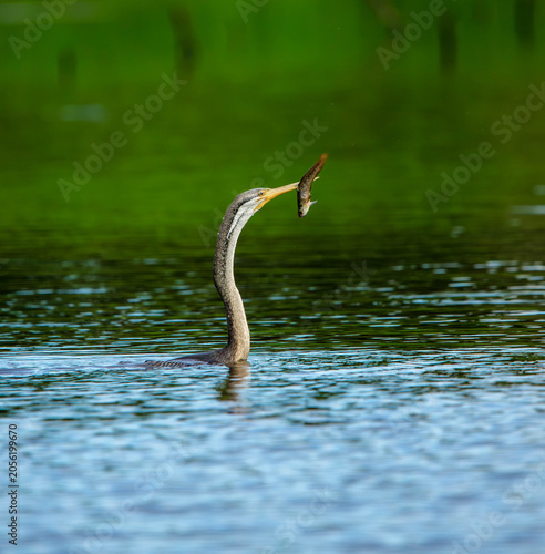 .Darter with Fish in Mouth