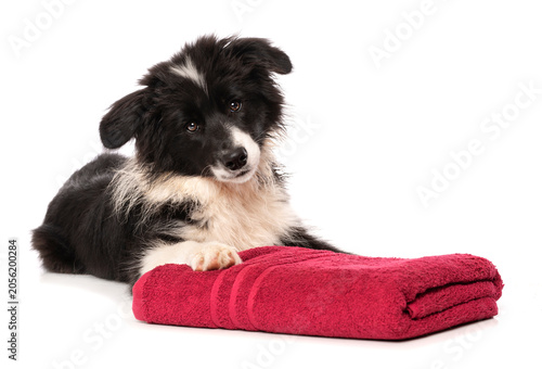 Liegender Border Collie Welpe mit Handtuch isoliert auf weißem Grund