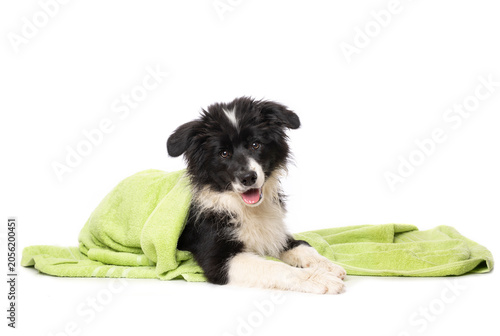 Liegender Border Collie Welpe mit Handtuch isoliert auf weißem Grund