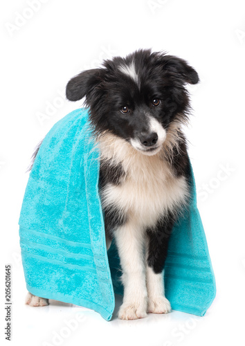 Sitzender Border Collie Welpe mit Handtuch isoliert auf weißem Grund