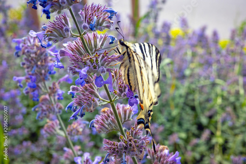 Tableau sur toile A vibrant closeup captures a detailed scarce swallowtail butterfly feeding on the delicate purple florets of a nepta plant, surrounded by a meadow of wildflowers