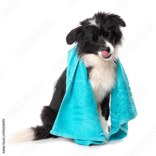 Sitzender Border Collie Welpe mit Handtuch isoliert auf weißem Grund