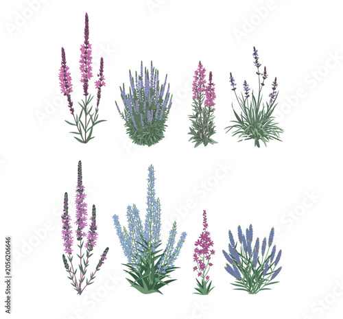 Several different types of flowering plants with purple and pink blossoms grow vigorously