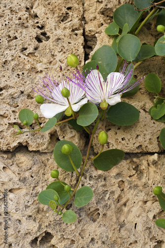 detail of a branch of a caper plant with flowers, buds and leaves