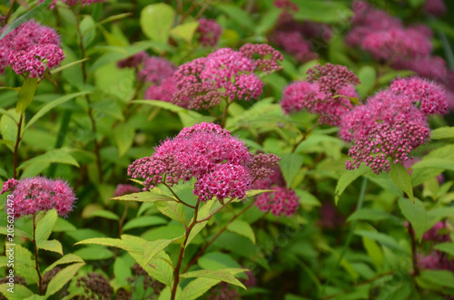 Konstfotografi Spiraea japonica 'Little Princess' blooming shrub with vibrant pink clusters of small flowers