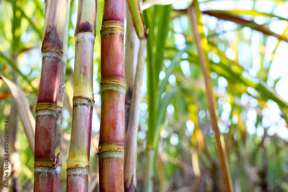 Obraz premium Sugarcane stalks growing in the field.