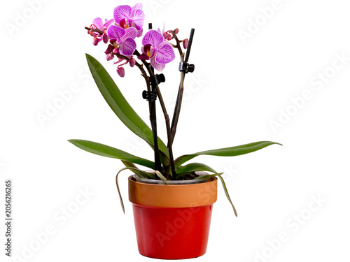 Orchidée rose en pot isolée su un fond blanc