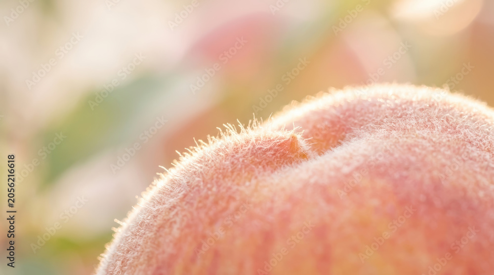 Fototapeta premium Peach fuzz close up backlit soft fruit skin macro orchard blur sunlight ripe texture with delicate hair on pink surface and warm natural glow in shallow focus