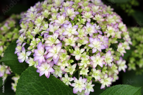 Bild auf Leinwand Hydrangea flower blooming beautifully amidst fresh green leaves.