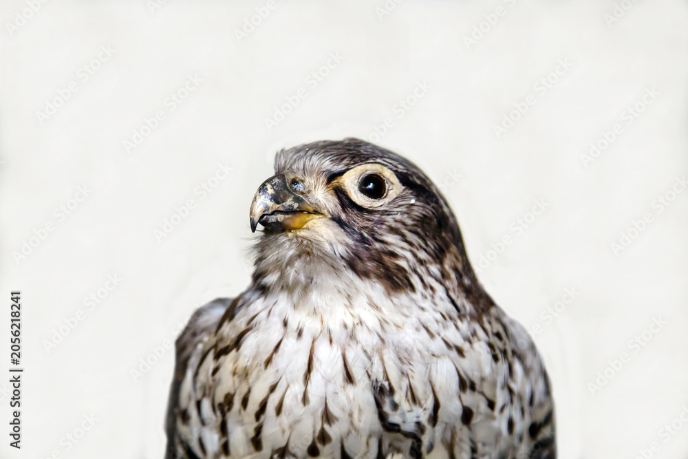 Obraz premium Lapland gyrfalcon with a sharp beak on a white background. Birds, ornithology, ecology.