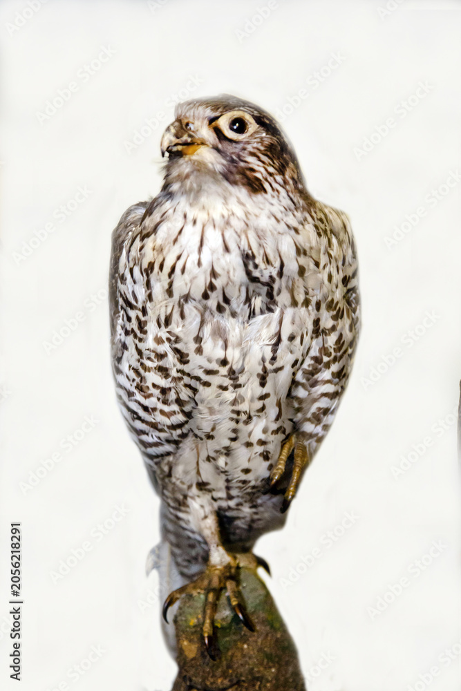 Obraz premium Lapland gyrfalcon with a sharp beak sitting on a stone on a white background. Birds, ornithology, ecology.