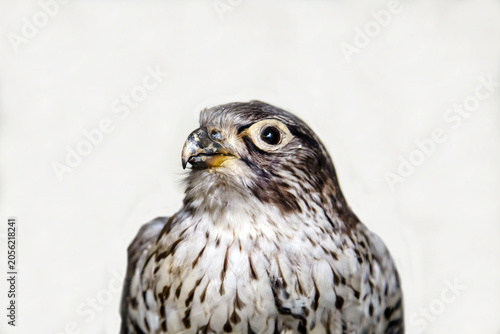 Foto Lapland gyrfalcon with a sharp beak on a white background