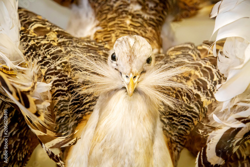 Bild auf Leinwand Bustard with fluffy feathers on a white background